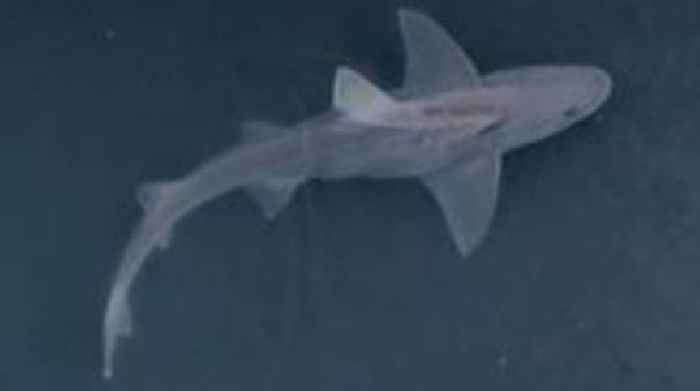 Belfast shark: 'It's not an usual occurrence to have them'