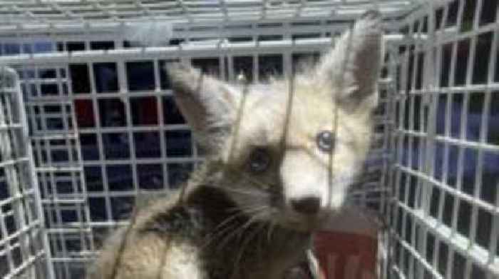 Fox cub rescued from storm drain reunited with mum