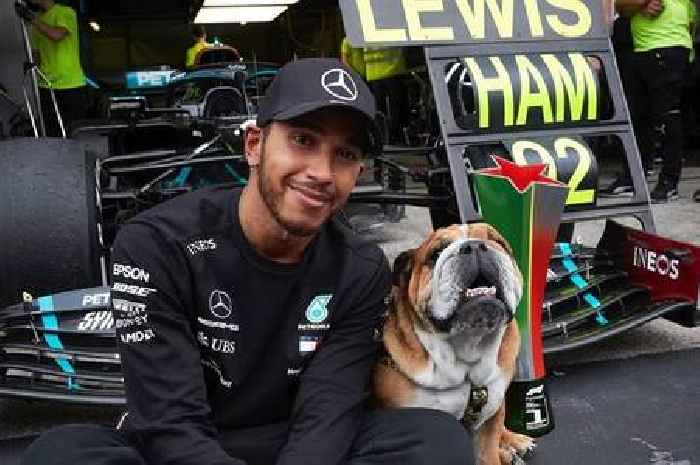 Lewis Hamilton's dog fighting serious illness as F1 star admits 'my heart stops'
