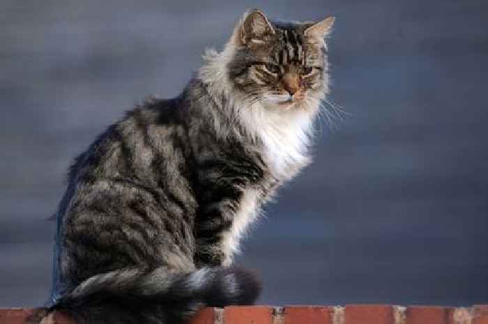 Surprising reason cats make chattering sound after spotting a bird