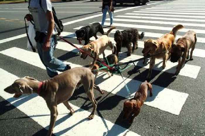 Vet issues summer health warning to dog owners with one type of breed