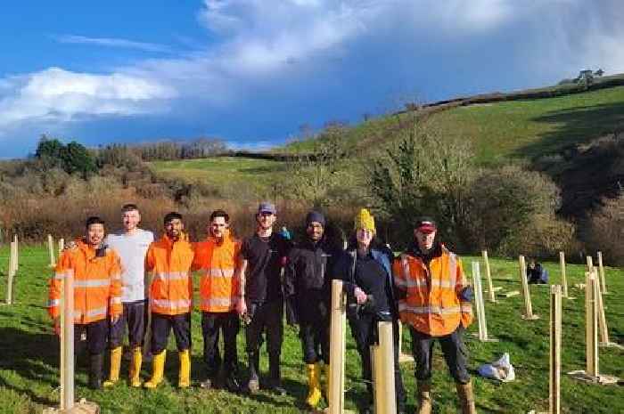 Electricity workers plant hundreds of trees to kickstart new Devon rainforest
