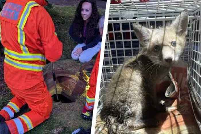 Heartwarming moment stuck fox cub reunited with mum caught on video