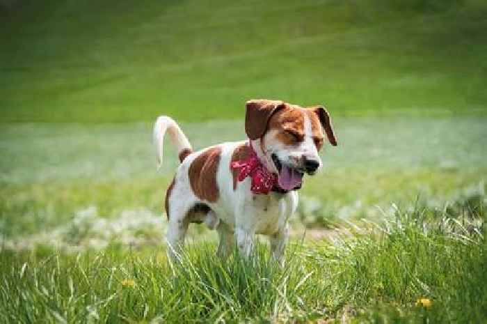 Four worrying symptoms of hay fever in dogs you should never ignore