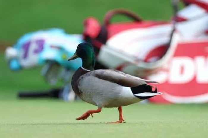 The secret golf weapon used by OAPs that is powering PGA Championship title bid of world's best players