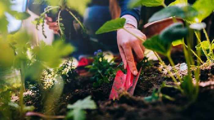 Embrace the fun of growing culinary plants in unexpected places
