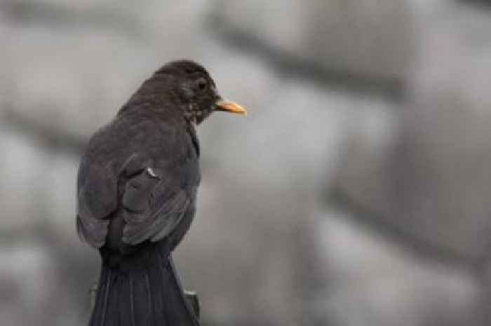 Warning issued to households in England who have blackbirds in garden
