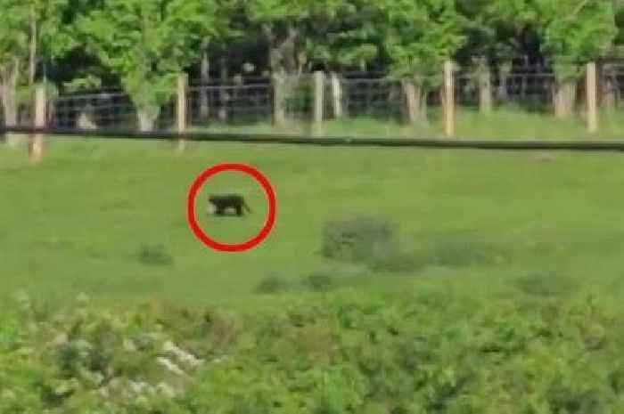 Holidaymaker films 'panther-like' big cat carrying dead rabbit in its mouth in field