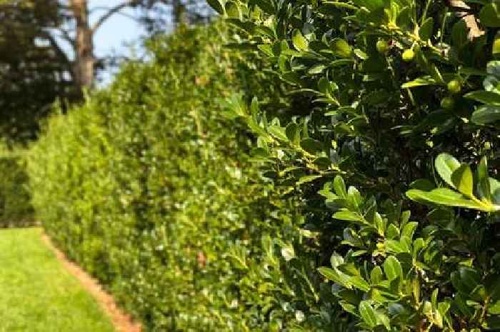 Anyone with garden hedges on their property urged to make important check before summer
