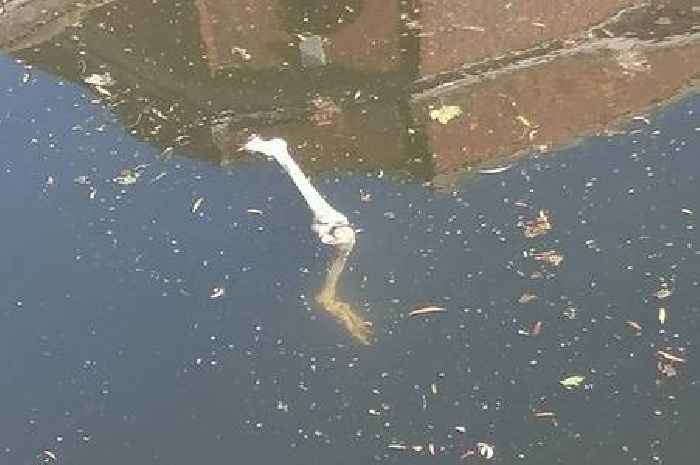 Mystery of unknown 'bones' spotted in Chelmsford river solved by police