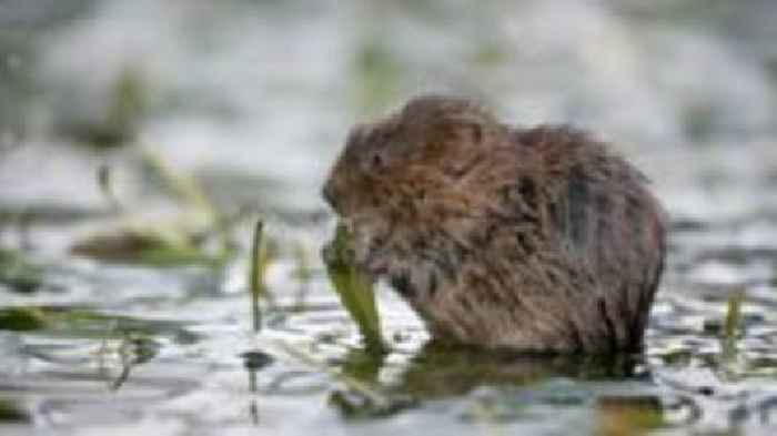 Water voles are almost extinct in Wales - could edible glitter save them?