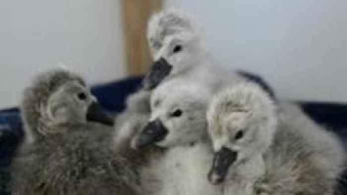 Five cygnets hatch from killed swans' eggs