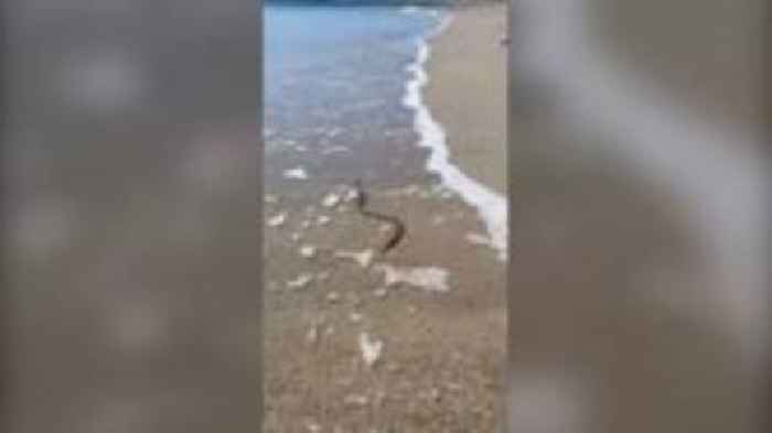 Surfing snake spotted on north Wales beach