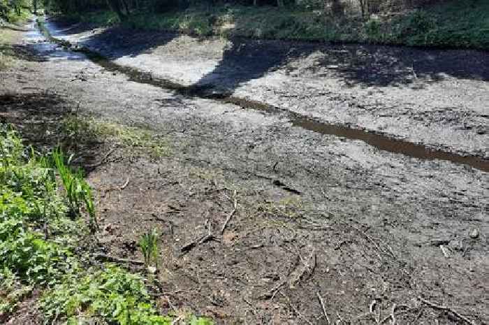 Cotswolds canal stretch 'dries up' after lock issue 'causing fish to die and insects fry in the sun'