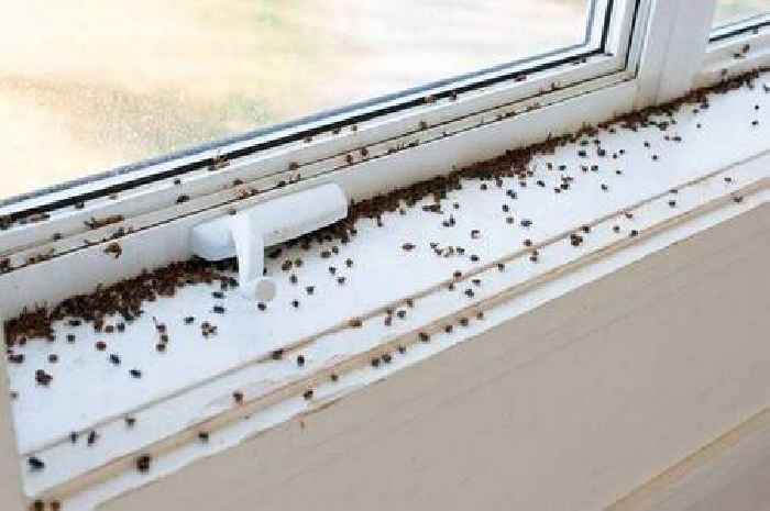 Flies 'will stay away' from your home if you put 30p item in kitchen, experts say