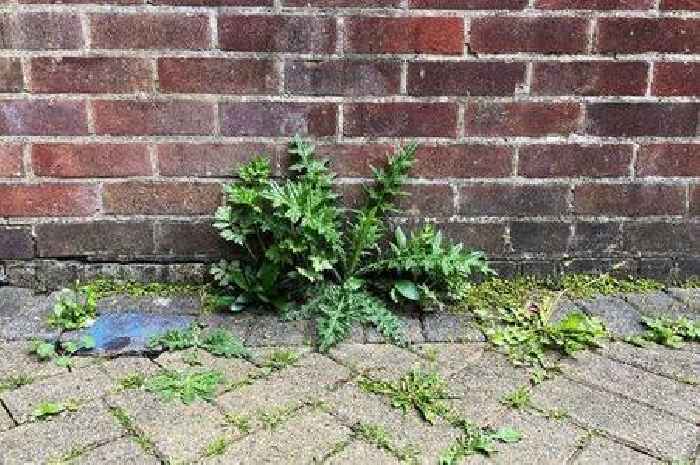 Patio weeds disappear if gardeners use 1 cupboard item that 'kills everything'