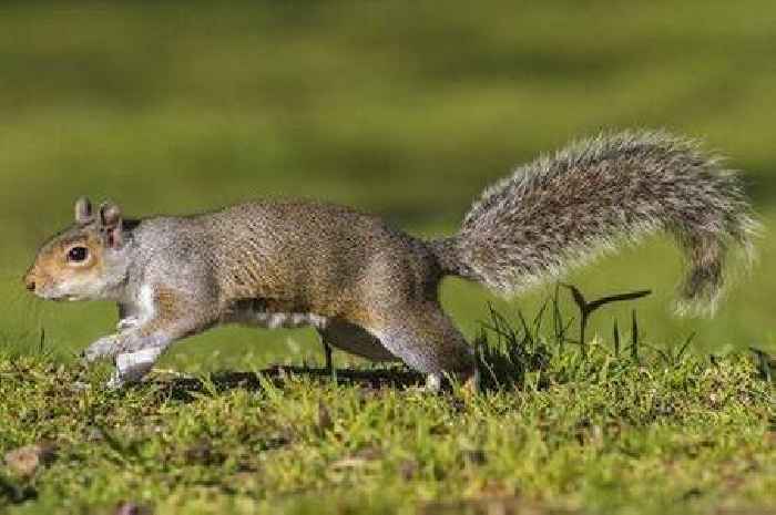 Squirrels 'will stay away' from your garden if you use one cheap natural item