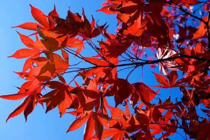 The five trees that grow 'exceptionally well' in pots - including Japanese maple