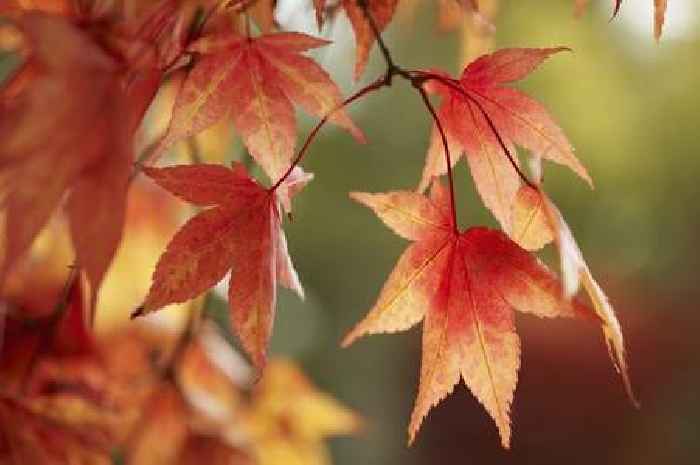 Five trees that grow 'exceptionally well' in pots - perfect for small gardens