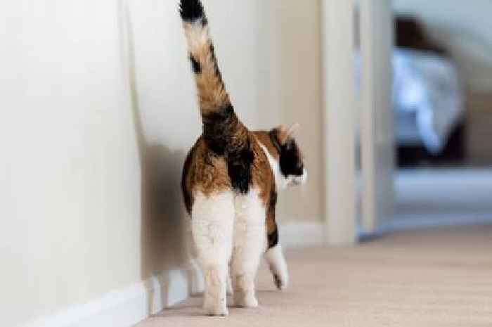 Cat expert explains reason your pet presents bum to you when you stroke them