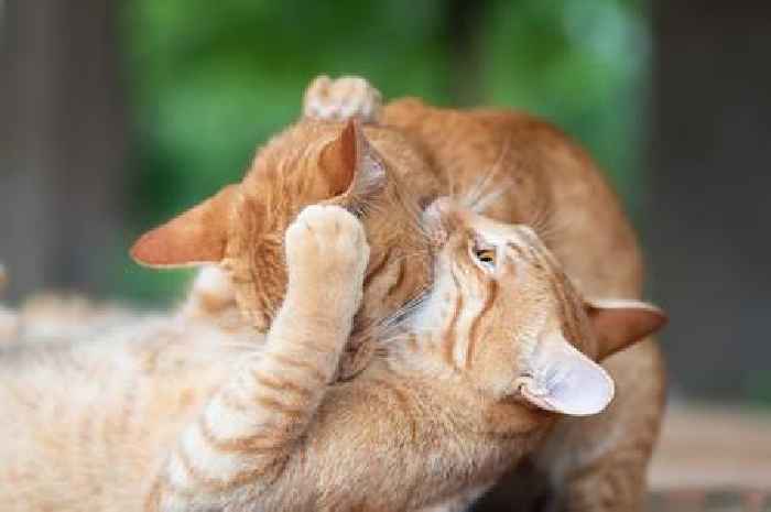 Cat behaviourist shares reason why they 'put their bum in your face' and it's adorable