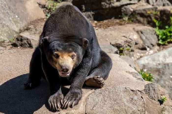 Edinburgh Zoo sun bear in remission following terminal cancer diagnosis
