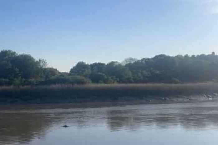Video captures 'dolphin' swimming down the river in city centre