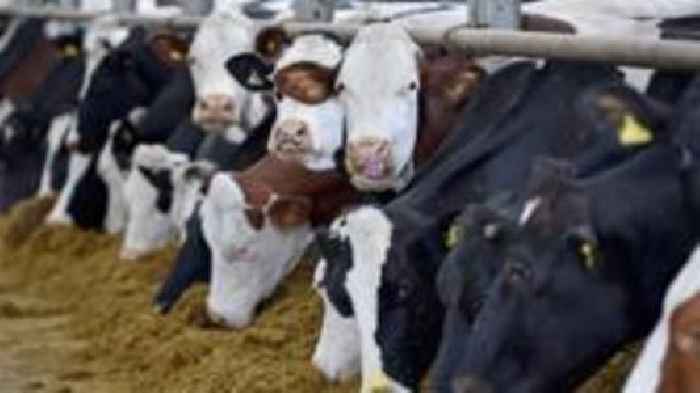 Cow culled after single case of BSE found on farm
