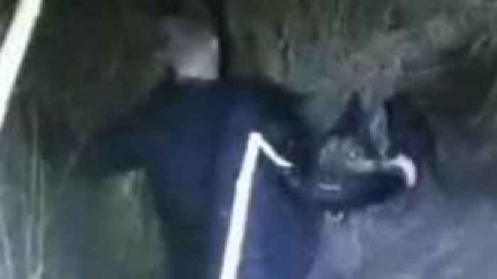 Speeding driver's escape foiled by German Shepherd