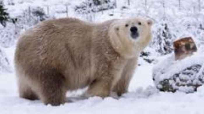 UK's oldest polar bear put down as health fails