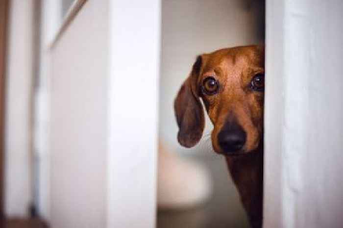 Animal expert says dogs must master this one skill 'to avoid disaster'