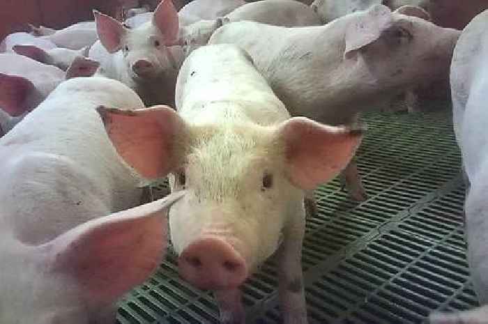 Cranswick launches review after pig abuse claims at farm
