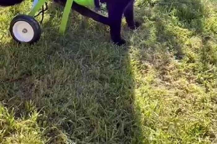 Disabled cat given a new chance at life after being fitted with set of wheels