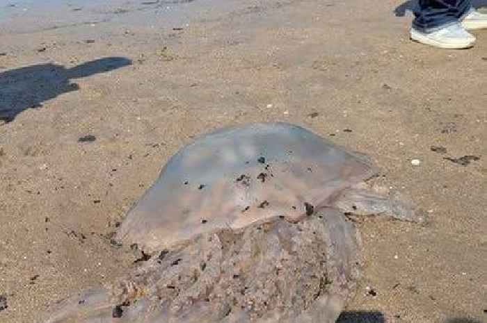 UK's largest jellyfish spotted on West Country beaches - but they're not dangerous