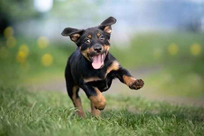 Vet vs Google: Pet owners turning to Google to diagnose pet health
