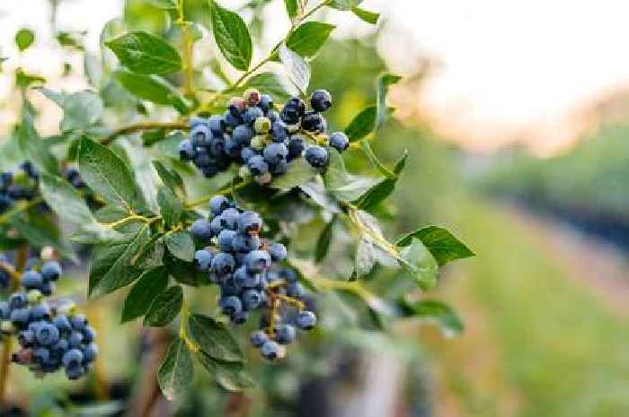 Blueberry plants will grow bigger berries if you use 1 natural scrap item they 'love'