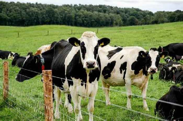 Mad cow disease alert as case confirmed at UK farm and animal culled