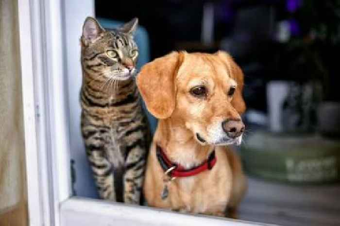 Cat and dog owners face new pet rules and £300 charge after UK law change