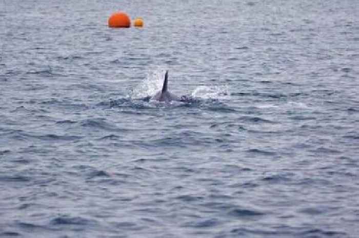 Dolphin sightings near Devon prompt expert warnings