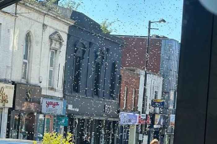 Swarm of bees descend on Brentwood high street Nando's