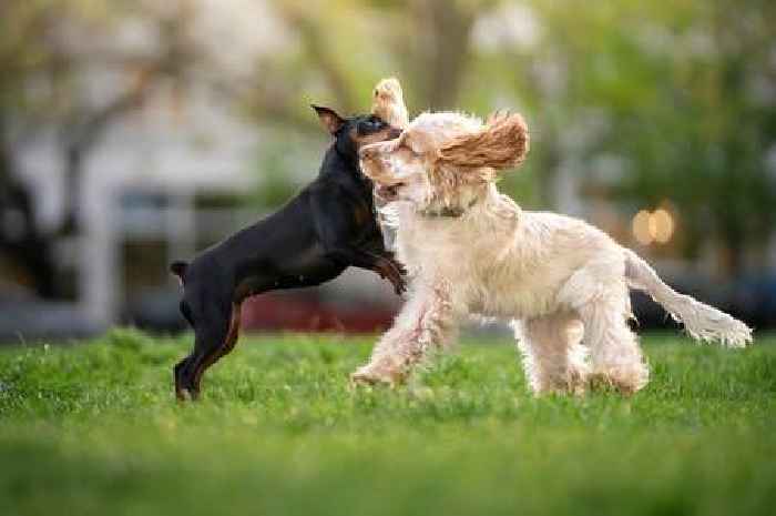 Dog trainer pinpoints key signs pet play fights are actually more serious