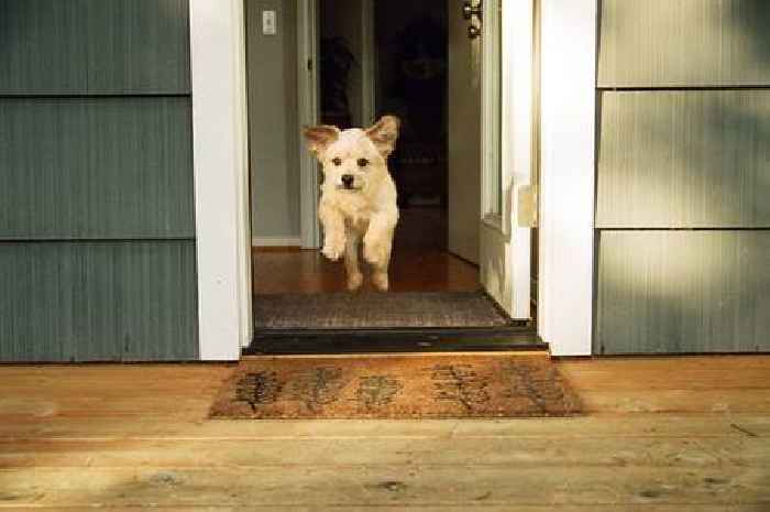 I'm a dog trainer - this is a 'life-saving' lesson every pet owner should know