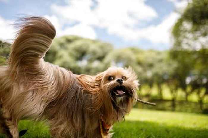 Dog trainer shares key sign that shows play fights between pets could actually escalate