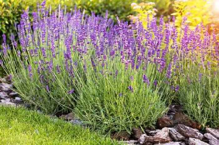 Gardening experts recommend the top 5 plants that repel rats naturally