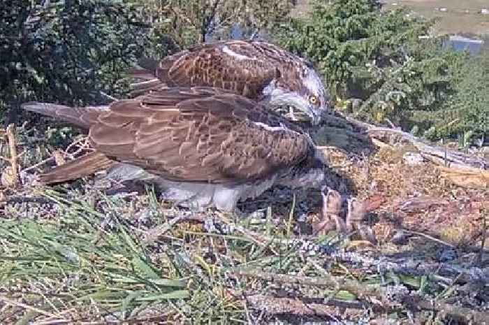 Two osprey chicks hatch at Loch Doon