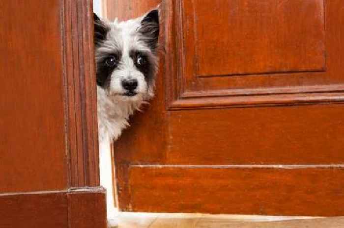 Dog trainer says all owners need to know this one 'important lesson'