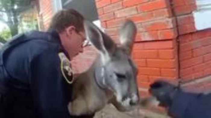 Watch: Moment police apprehend a runaway kangaroo in Colorado