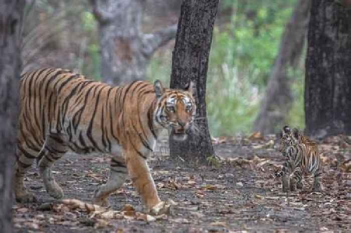 Charming scenes show mother tiger leading cubs through forest