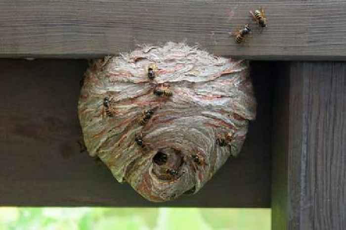 Gardeners can keep wasps out home and plants with a bin bag and some string