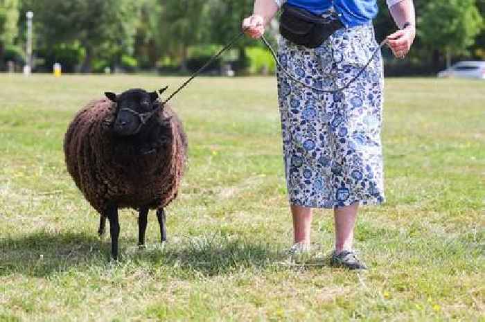 Sheep and spinning wheels return to the Downs for historic grazing day